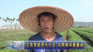 南投新聞 名間茶葉受氣候影響產量減