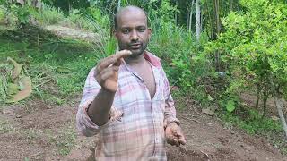 ഞങ്ങളുടെ  മഞ്ഞൾ , ഇഞ്ചി കൃഷി (Our turmeric \u0026 Ginger Farming )