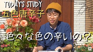 図鑑で学ぼう　五色唐辛子【園芸】