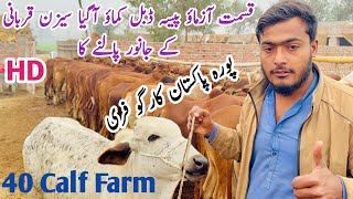 Mostly Parofitable Business Bachra Farming in Kory Sial Pakistan #animals #calf #farming