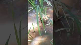 fish walk the babies/ ត្រីបណ្តើរកូន #shorts