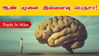 ஆண் மூளை இவ்வளவு பெருசா! | Facts In Mins | Facts In Tamil | Brain Facts | Random Facts  #shorts