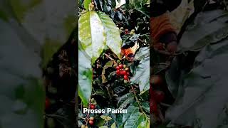 Proses panen kopi #viral