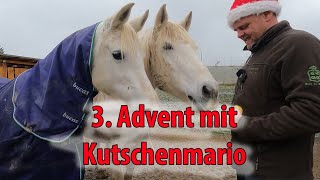 Erfurt Marbach - 3rd Advent with carriage mario - carriage ride in winter #Erfurt #horse