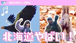 【野鳥観察】オオワシ！エゾリス！はじめて北海道に来た友達とバードウォッチングした結果…！