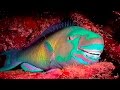 Parrotfish: Buck-Toothed and Beach-Building Beauties! [HD] | Borneo from Below (S01E21) | SZtv