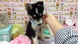 ペットショップ 犬の家 神戸店 「ハーフ犬(ボーダー・コリー×シベリアンハスキー)」「102921」