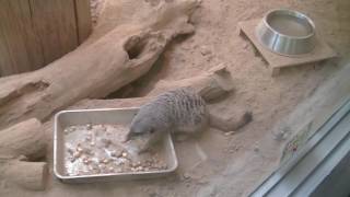 ミーアキャット～🎵美味しく餌を食べる様子！（円山動物園）