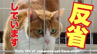 ケージに入れられてご機嫌斜めの猫とマイペースな仔猫が無邪気！/Japan cat-Japanese cat living in the countryside of Japan!