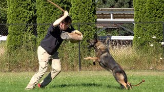 Proactive Defensive Aggression Toward Threats! - Kraftwerk K9 German Shepherds