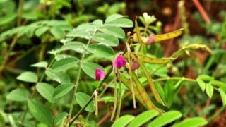 கொழிஞ்சி எப்படி கெடச்சது?#youtube #videos #plants #garden #gardening#flower