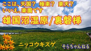 雄国沼 ニッコウキスゲが満開　裏磐梯 ここは天国？極楽？楽天？いいえ、楽園です