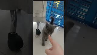 你再指一下！？小眼神奶凶奶凶的，好可怕啊~  #cuteanimals #cat