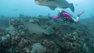 Bumphead Parrotfish at Tulamben Bali