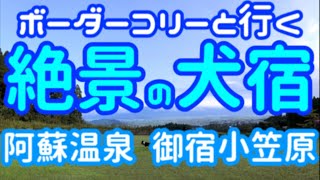 【犬と旅行】絶景の犬宿「阿蘇温泉 御宿小笠原」に宿泊♪阿蘇外輪山の雄大な景色に包まれたドッグランにプール。 ボーダーコリー達も走って泳いで大満足！