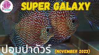 Super Galaxy @PandYDiscusFarm (ปลาปอมปาดัวร์)