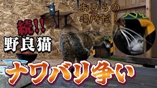 【オスの意地？】ナワバリ争いで譲らない2匹の野良猫ちゃん