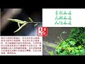 第二集 李芳祥《奇效舌诊》舌尖与睡眠、头脑五官病、苹果舌与腰痛（李芳祥 主讲 fangxiang lee）