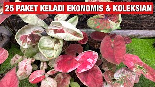 UPADATE ‼️ PAKET KELADI EKONOMIS DAN KOLEKSIAN