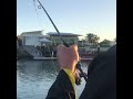 Catching golden trevally, cale cale and Dimond trevally in Mooloolaba