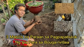 3 Mabilis na Paraan sa Pagpapabulok Ng Ipa Para sa Bougainvillea