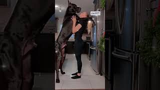 Zeus el perro gigante. #pets #dogs #dogshorts #cat #vidaanimal #mundoanimal