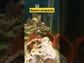 #short #viral #shorts #reeftank