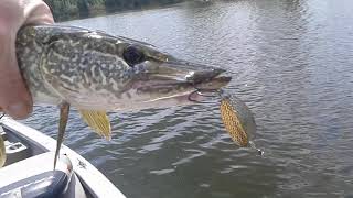 Mike brady catching #6 northern pike 20\