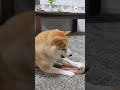 負けられない戦いが始まった💪｜peco 柴犬 赤柴 茶柴 柴犬のいる暮らし shibainu shiba shiba_inu