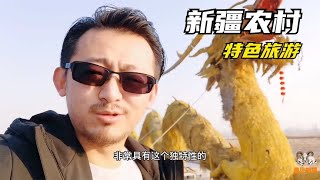 新疆农村特色旅游，没有想到水稻也能玩出这么多花样