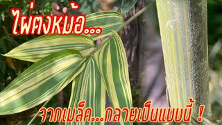 ไผ่ตงหม้อ…ไผ่ตง จากเมล็ด กลายเป็นแบบนี้  มีกันหรือยัง ???