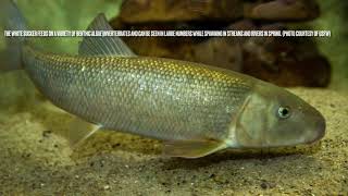 Secret Life of Fish: Exploring the depths of Cayuga Lake