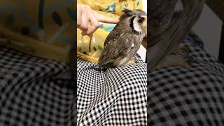 フクロウの中身がスカスカすぎ！ふかふかボディに指はどこまで入る？ #Shorts