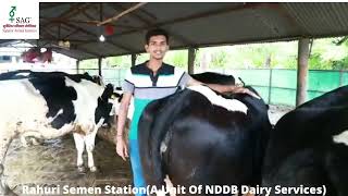 SAG Denmark Imported Bull HF-50061 Testimonial (Hindi) #SAG #Happyfarmers