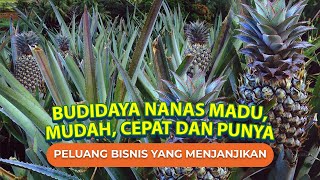 Cara Budidaya Nanas Madu untuk Pemula