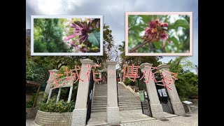 「全城花。傳承愛」2021香港花卉展覽在香港動植物公園（兵頭花園）Flowers in the City. Inheriting Love in Zoological Botanical Park