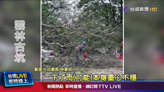 雨勢不大!浪漫變驚嚇 桐花樹壓車幸無人傷