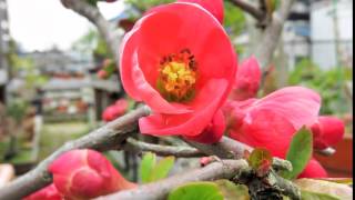 2015 3 16　木瓜　ボケ盆栽 Flowering Quince Bonsai その1