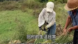 姐妹来家里体验割稻谷的一天，哈哈哈 可逗死我了农村生活 回村的生活 生活的烟火气息 这活你们干过吗