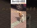 犬のおもしろ動画にツッコミどころ満載なアフレコしてみた＃161【地面】【ハプニング映像】 shorts　 アフレコ 面白動画