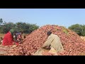 B.S.PATEL FARM sweet potato grading