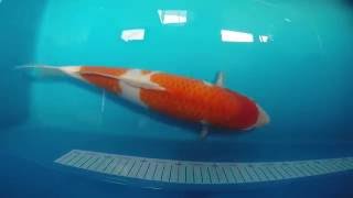 MachikoKoiFarm M58 : Kohaku Dainichi Koi Farm