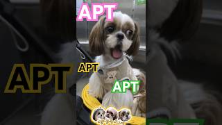 우리 귀여운 막둥이 APT  🤩#shorts