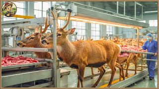 🦌 How Farmers Make 80 Million USD From Raising Deer | Modern Farming Technology