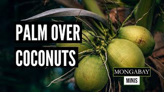 Palm oil cultivation overtakes small-holder coconut oil in Southeast Asia
