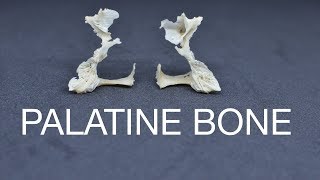 PALATINE BONE