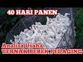 ANALISA USAHA TERNAK BEBEK PEDAGING 40 HARI PANEN | agar target panen terpenuhi