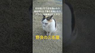 鳴きながらあっちこっち向くのが忙しい野良の三毛猫 #ねこ #かわいい #癒し