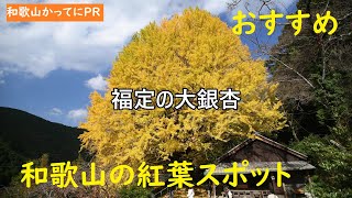 【和歌山かってにＰＲ】第126回「福定の大銀杏」宝泉寺の大銀杏　2021年11月26日　ニュース速報　和歌山おすすめ紅葉名所　イチョウ吹雪に舞う