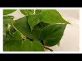 philodendron oxycardium green plant